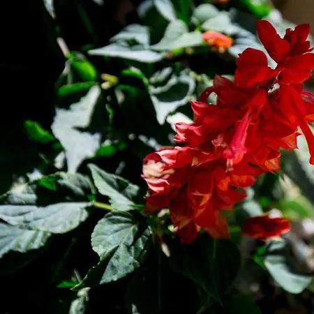 Casa de hóspedes Batina 3*