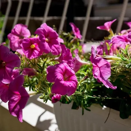 ゲストハウス ルームス バティナ ドゥブロブニク